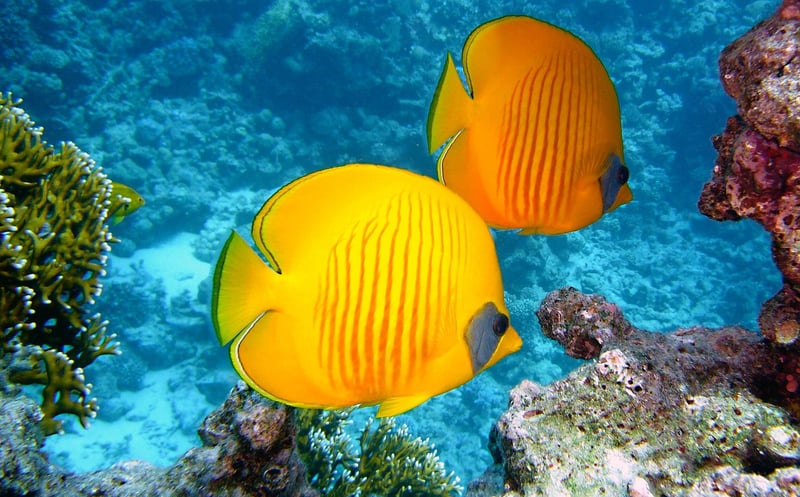 Scuba Diving