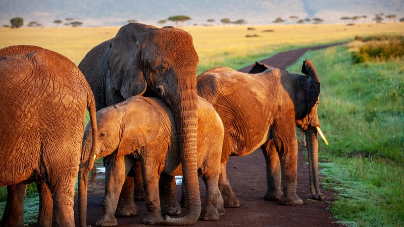 African Safari